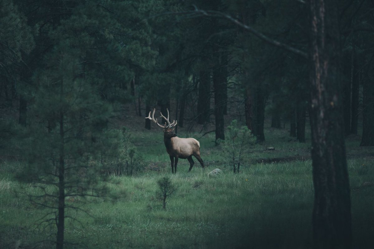 Олень в темном лесу