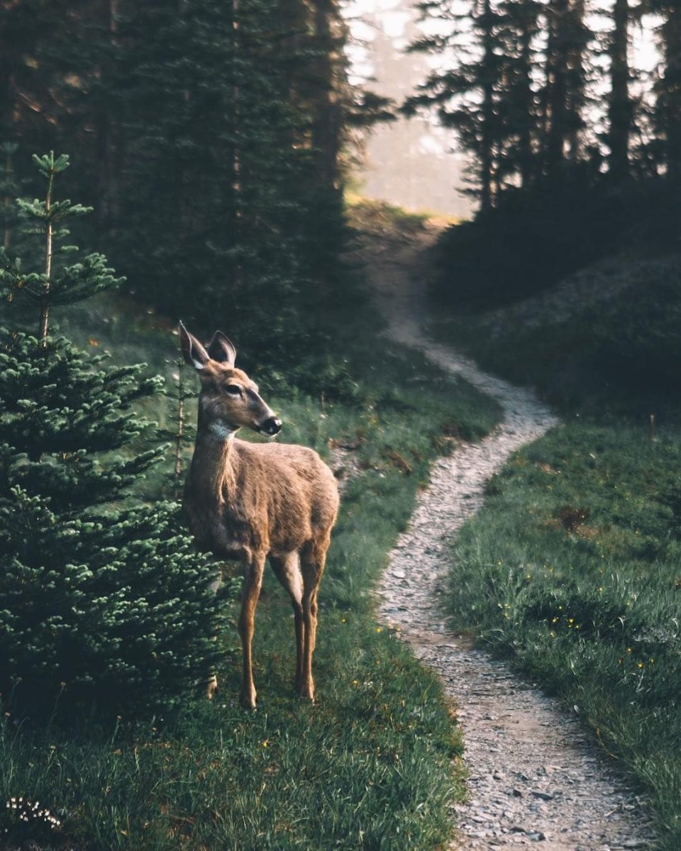 Олень Эстетика