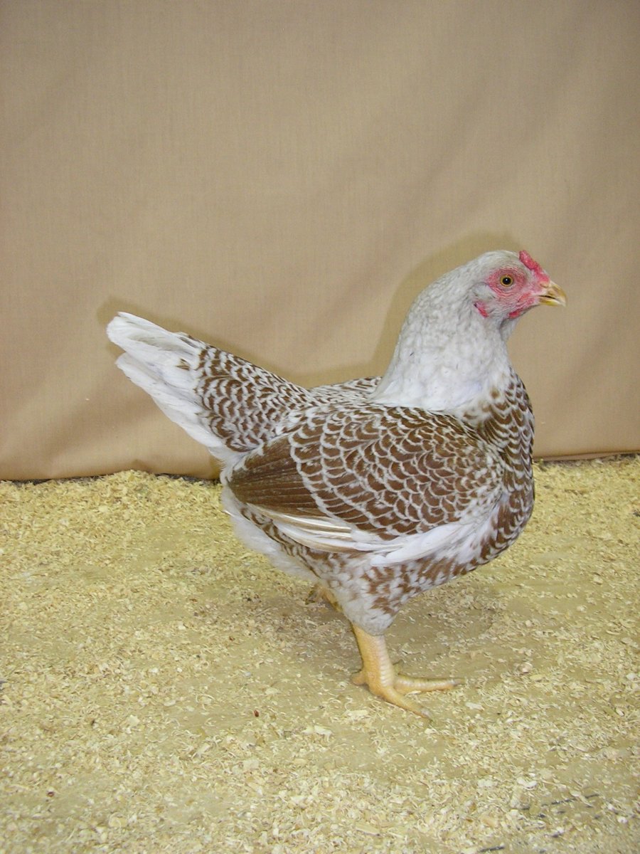 Белый Корниш куры