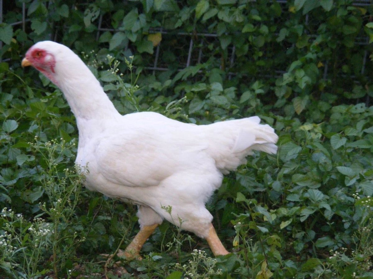 Корниш Юбилейный куры