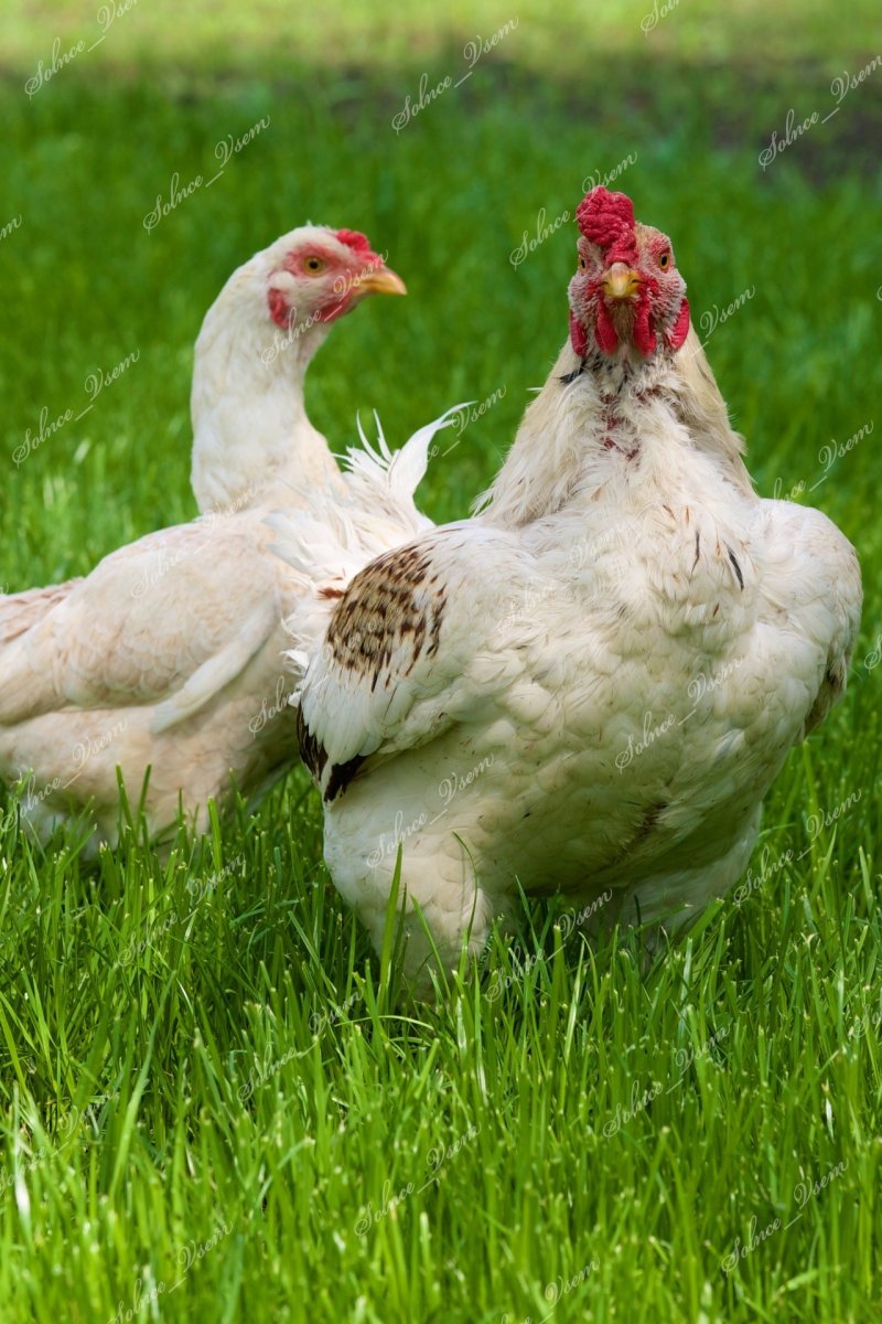 Корниш куры