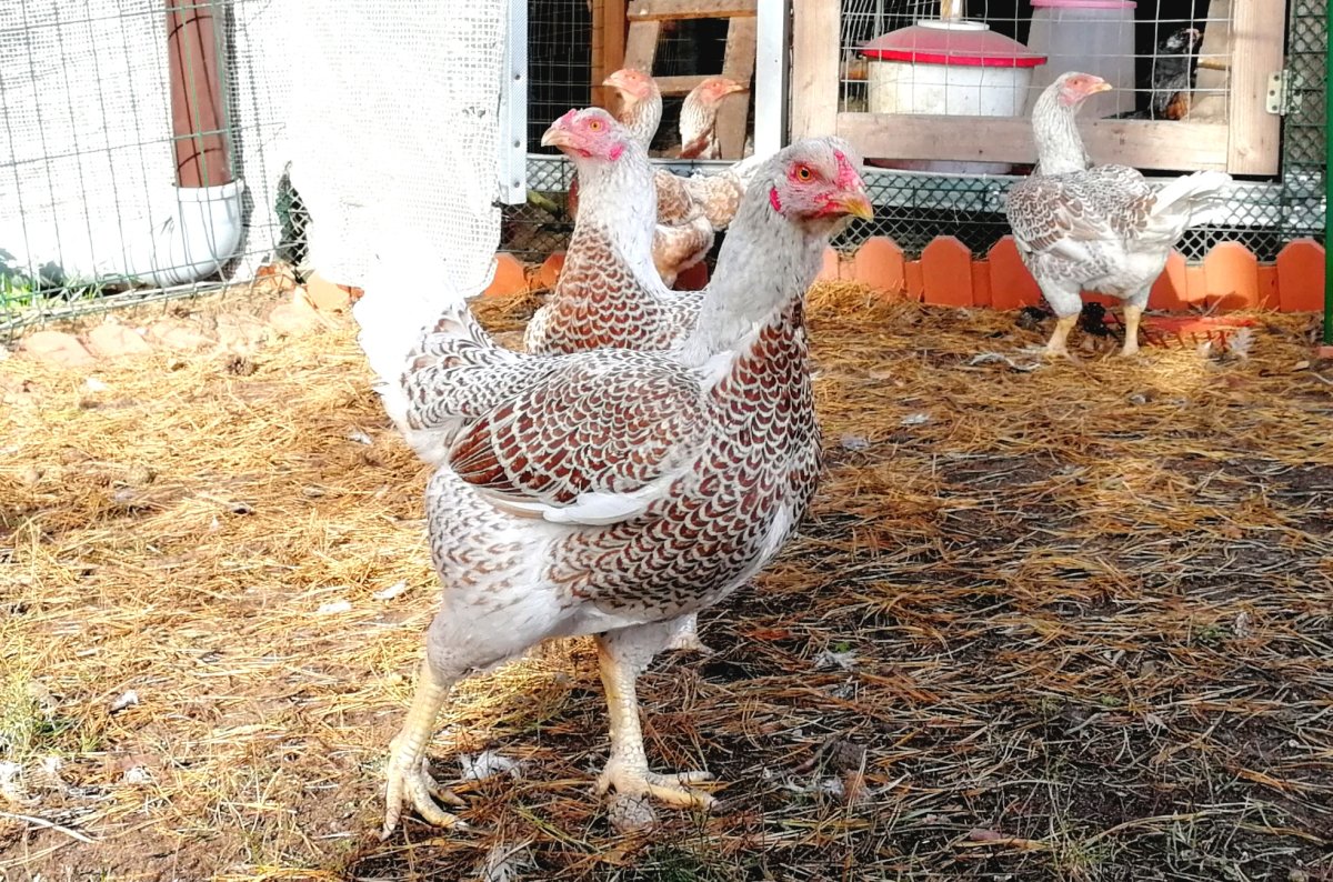 Корниш порода кур