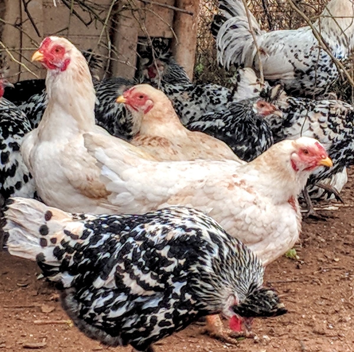 Куры породы Корниш