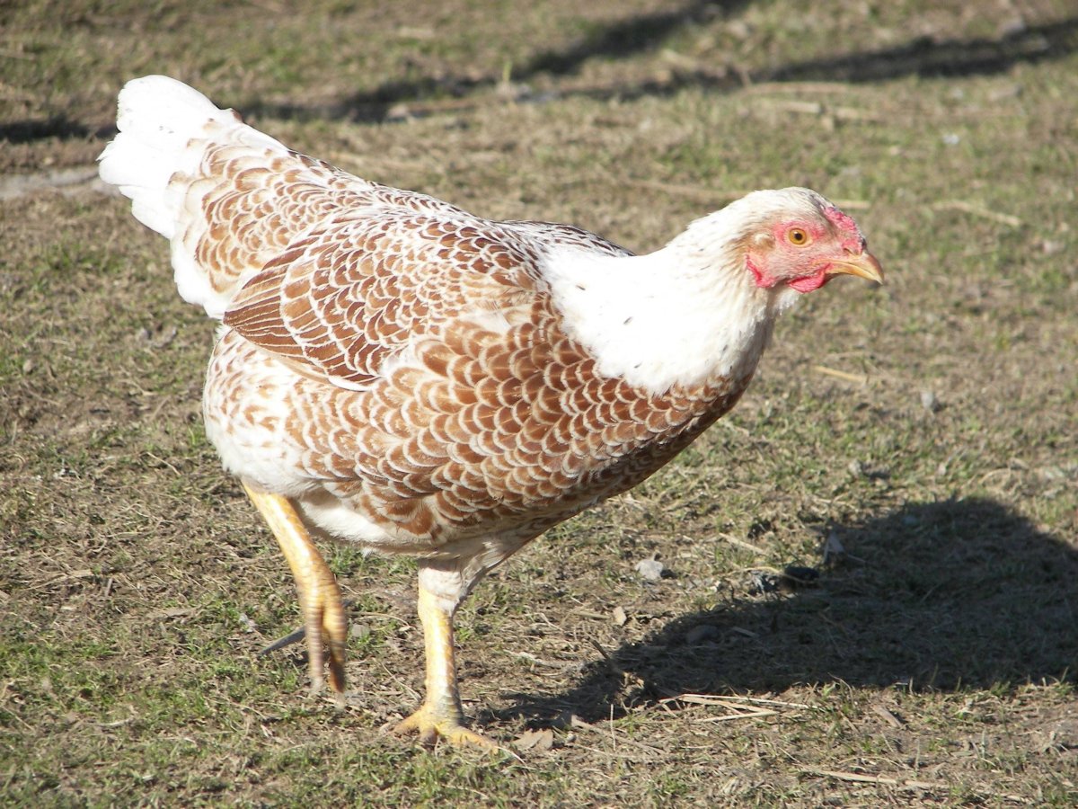 Корниш порода кур