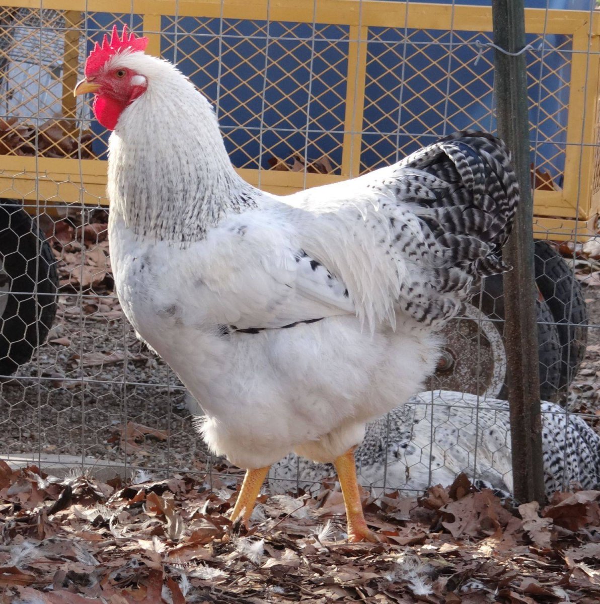 Куры породы Корниш