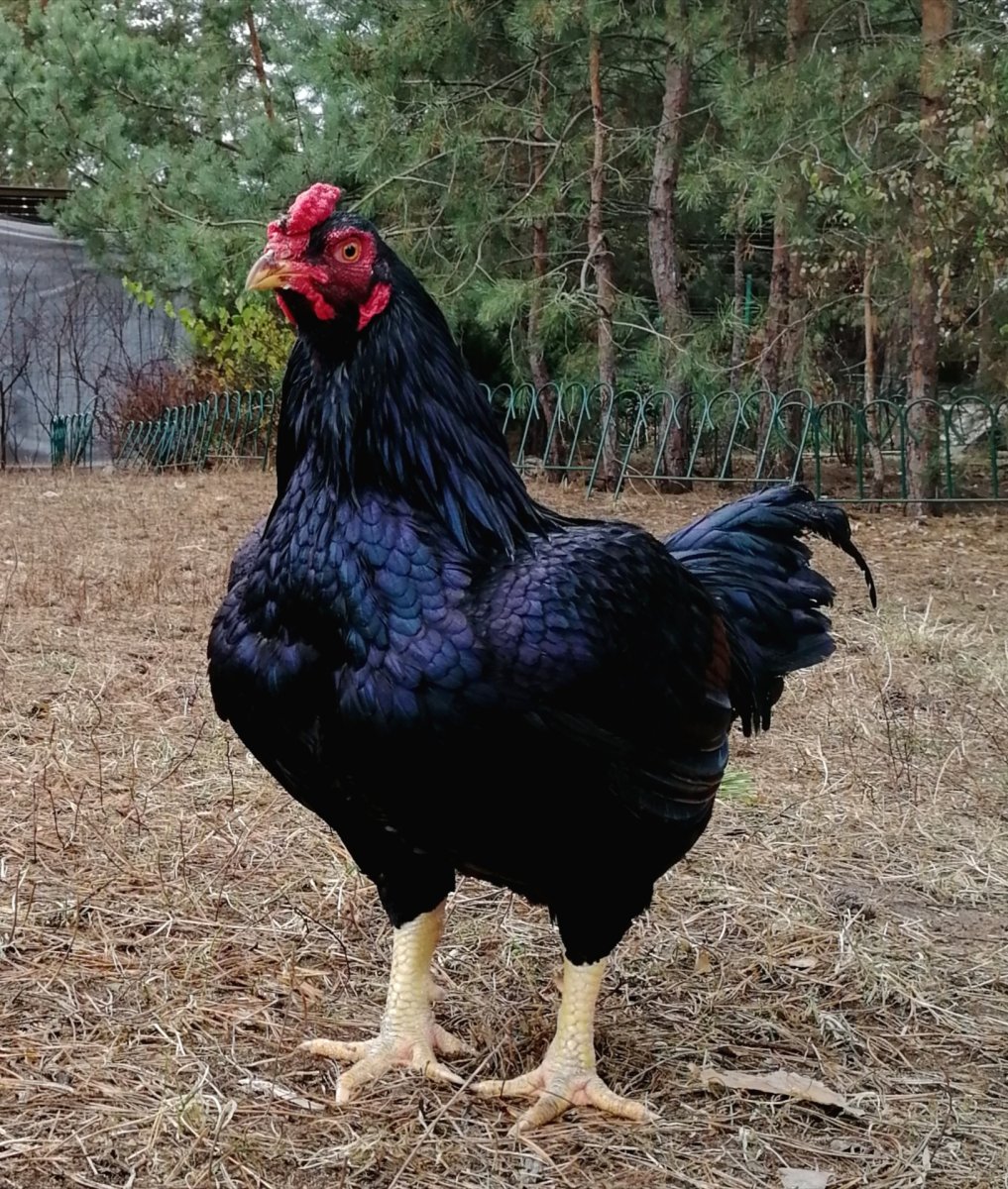 Корниш куры