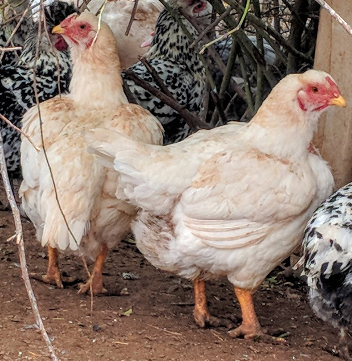 Куры породы Корниш