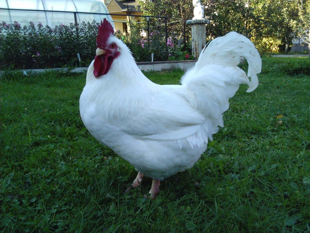 Куры мясных пород Корниш