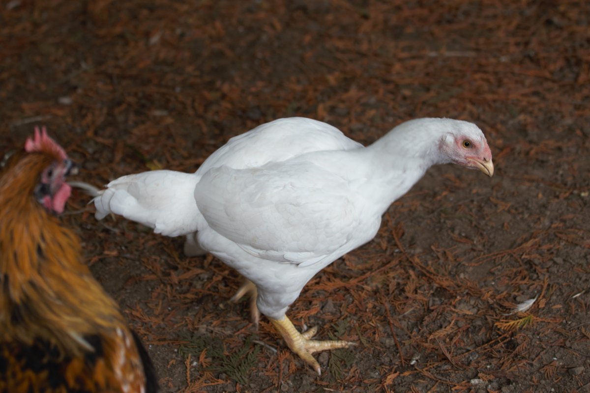 Порода корнишоны куры