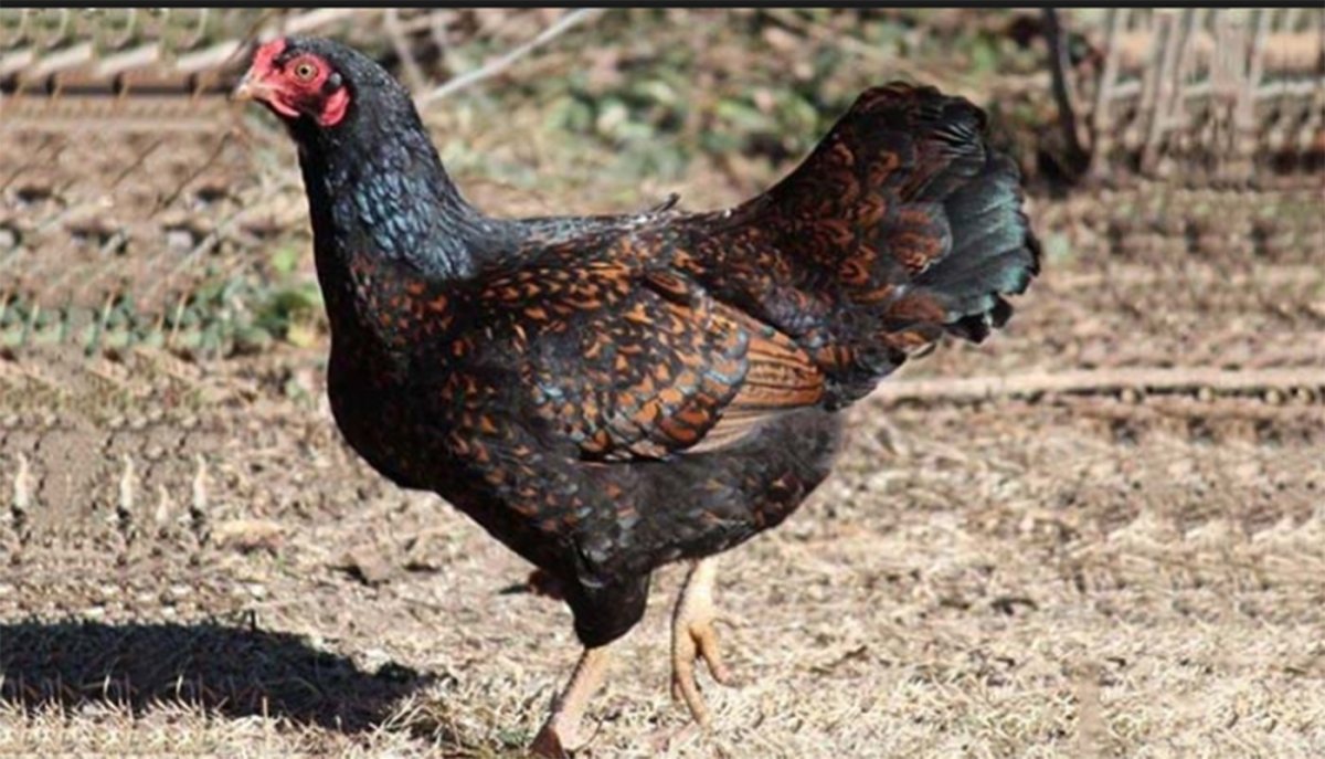 Корниш куры