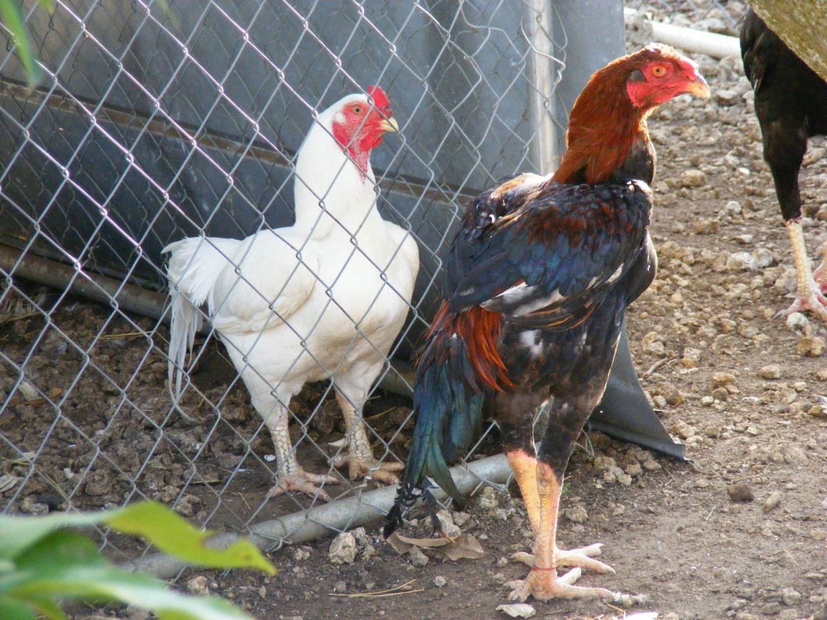 Индийская Бойцовая Корниш