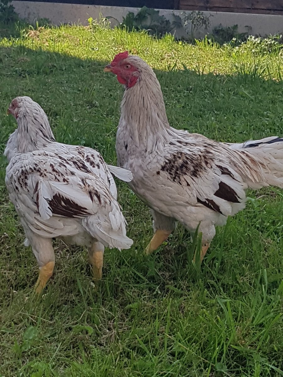 Белый Корниш куры