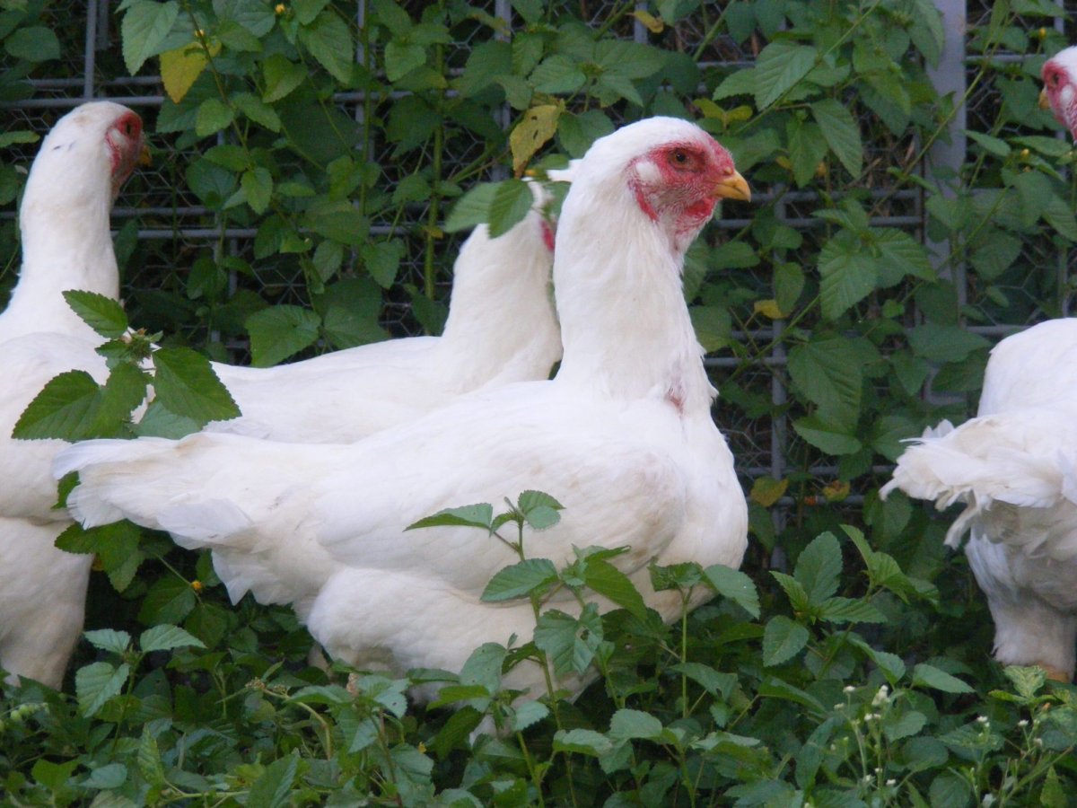 Белый Корниш куры