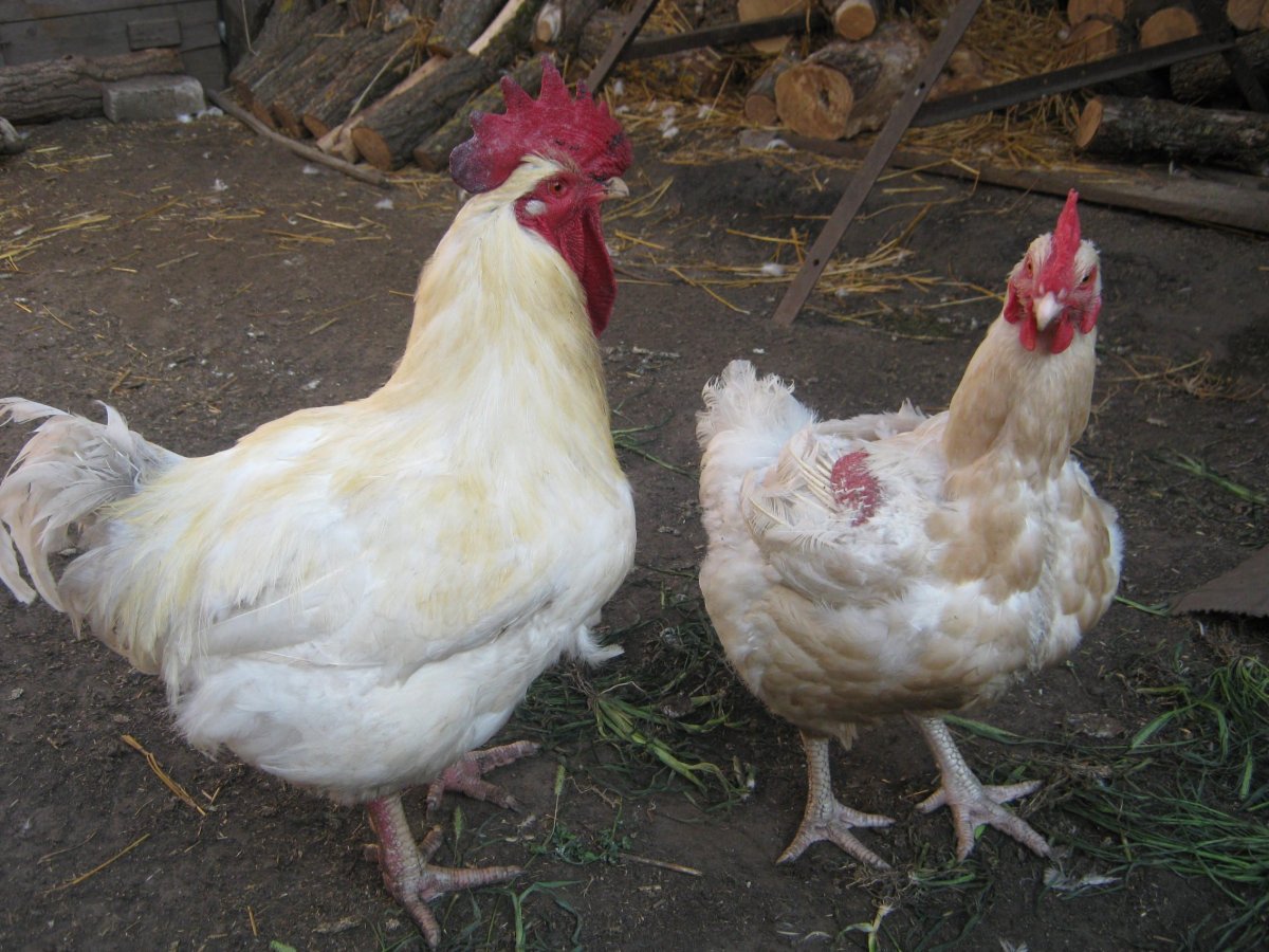 Породы бройлеров Корниш