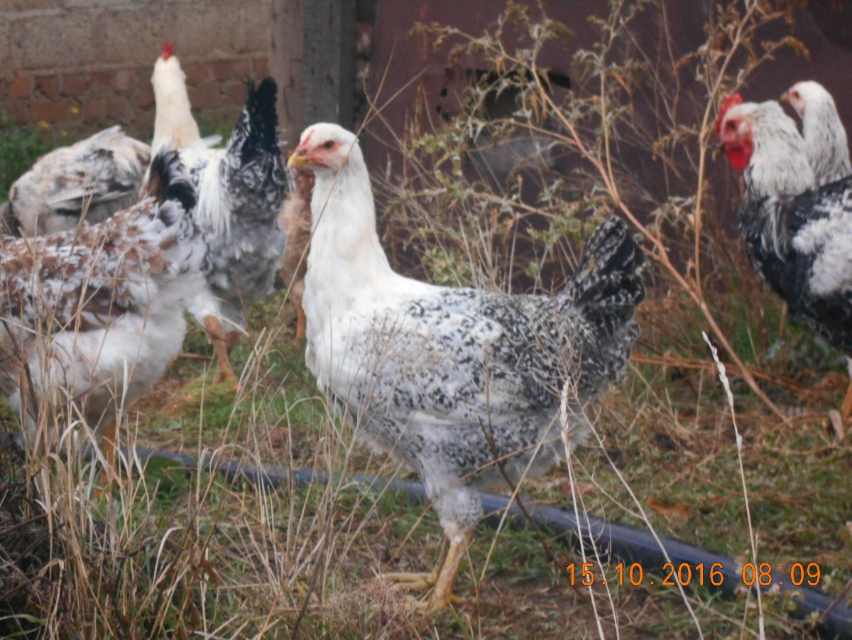 Белый Корниш порода кур