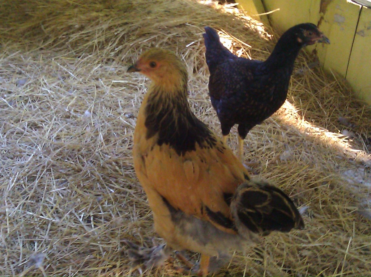 Цыплята породы Корниш