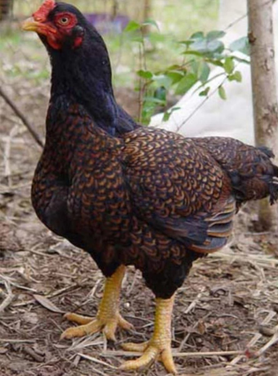 Куры Корниш индийская