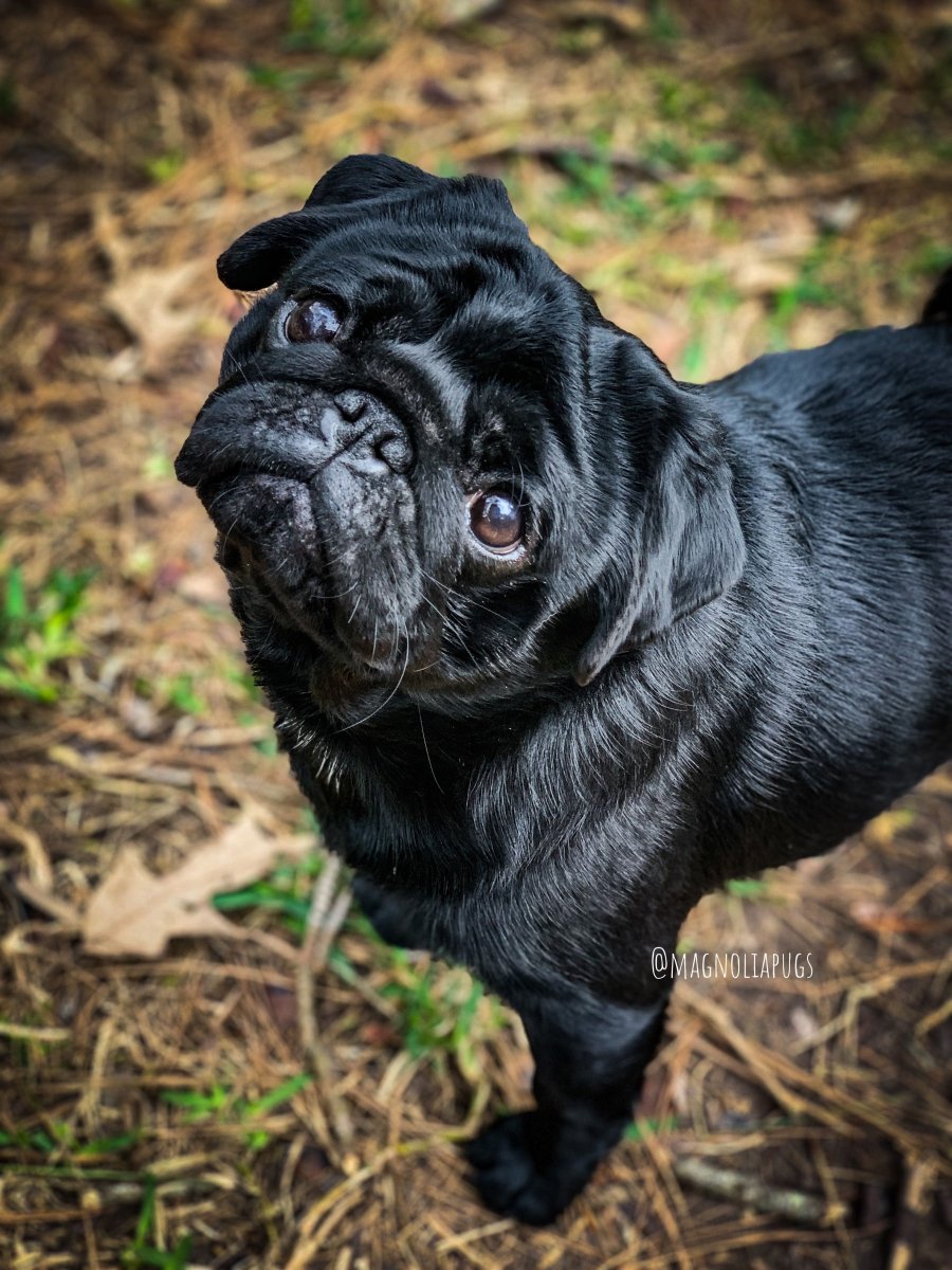 Карликовый Мопс