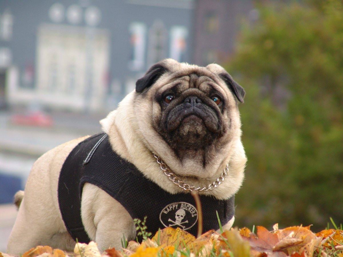 Королевский Мопс