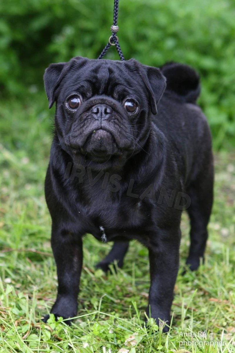 Карликовый Мопс черный