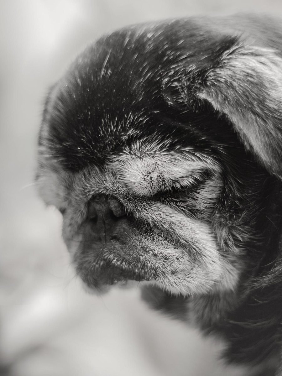 Седой черный Мопс