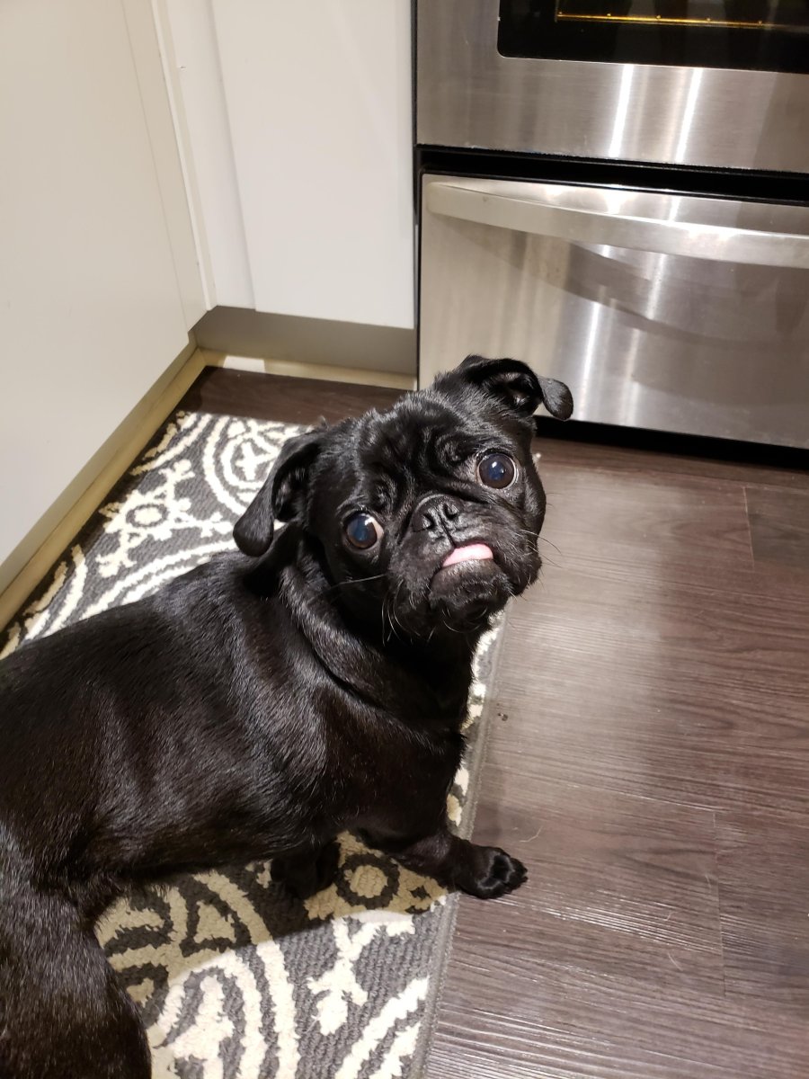 Седой черный Мопс