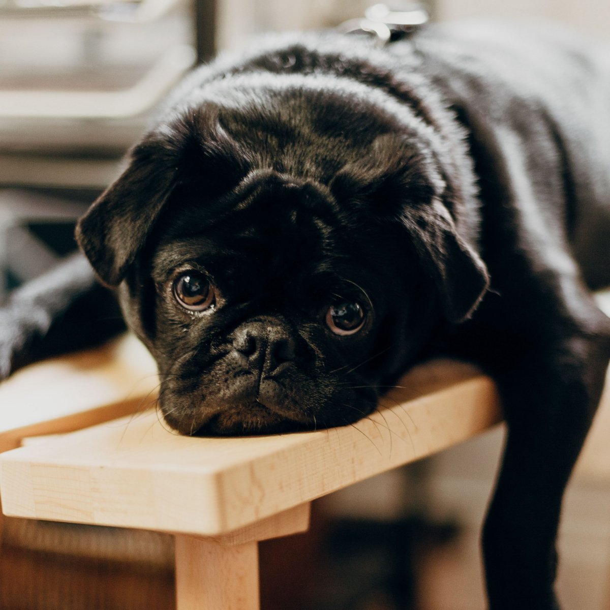 Мопс 2048 x 1152