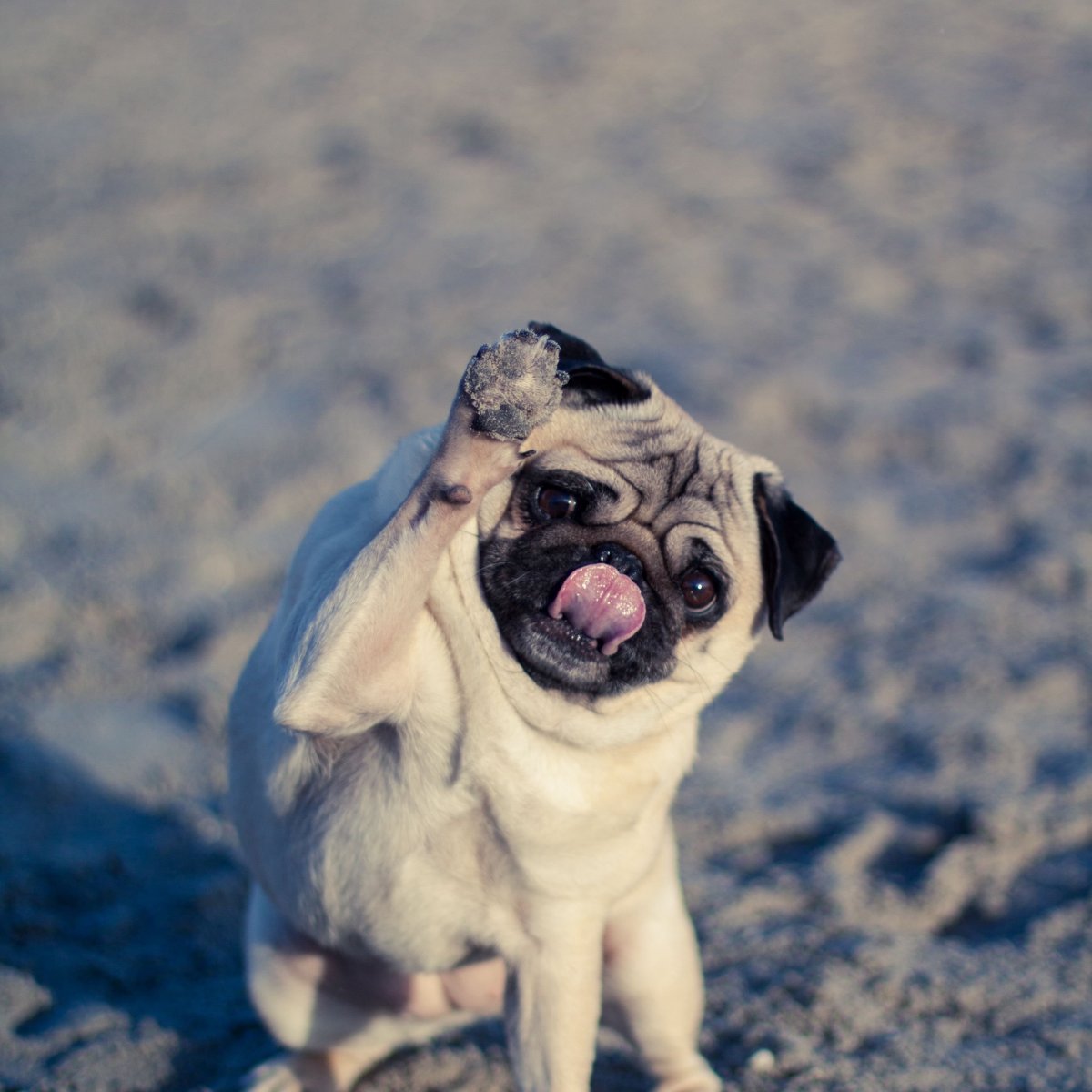 Мопс с высунутым языком