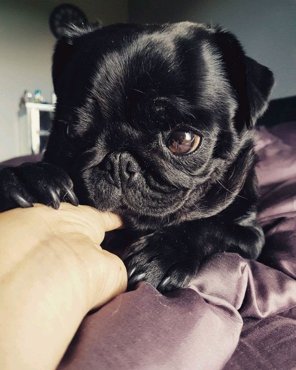 Чёрные мопсы мопсики чёрные