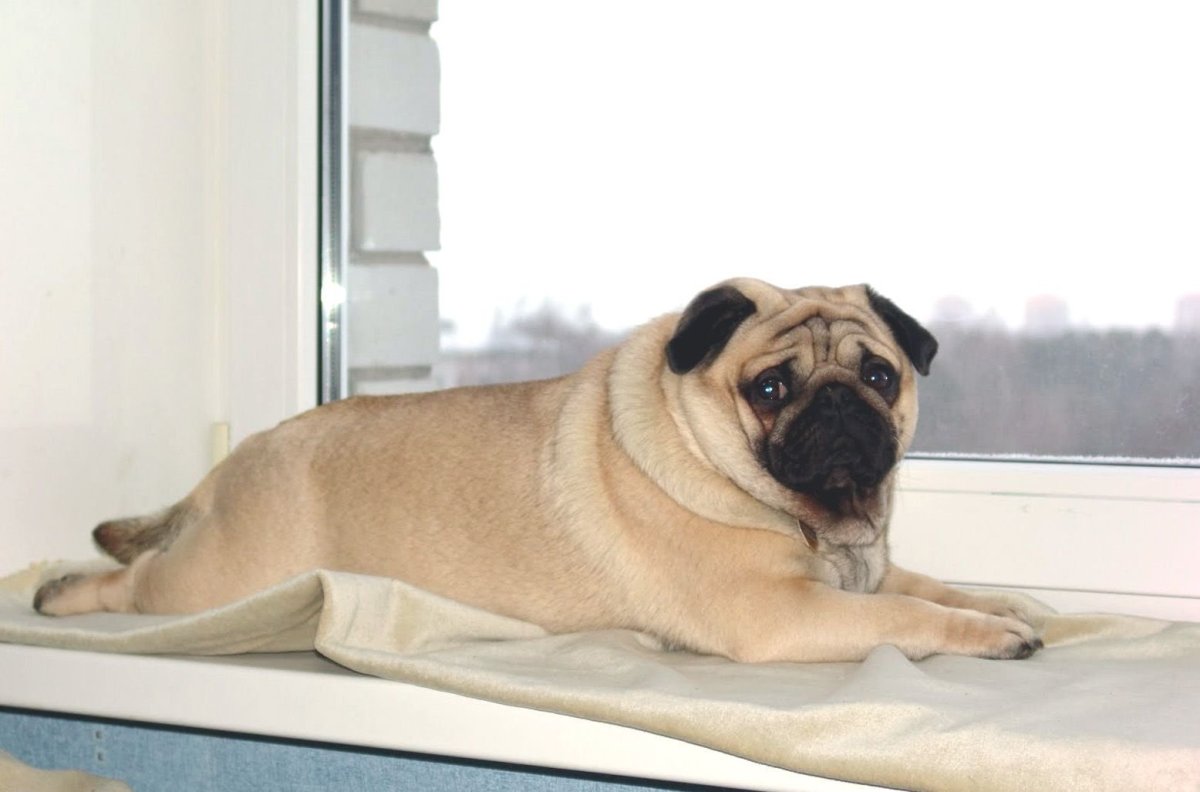 Meme sorry with Мопс