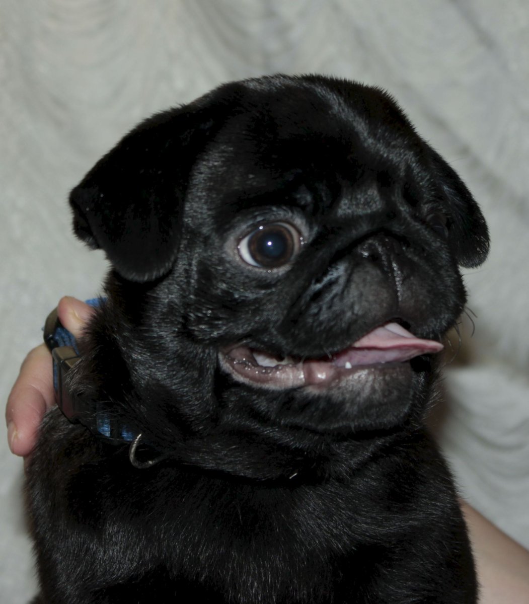 Мопс Пако черный