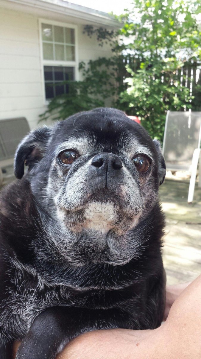 Седой черный Мопс