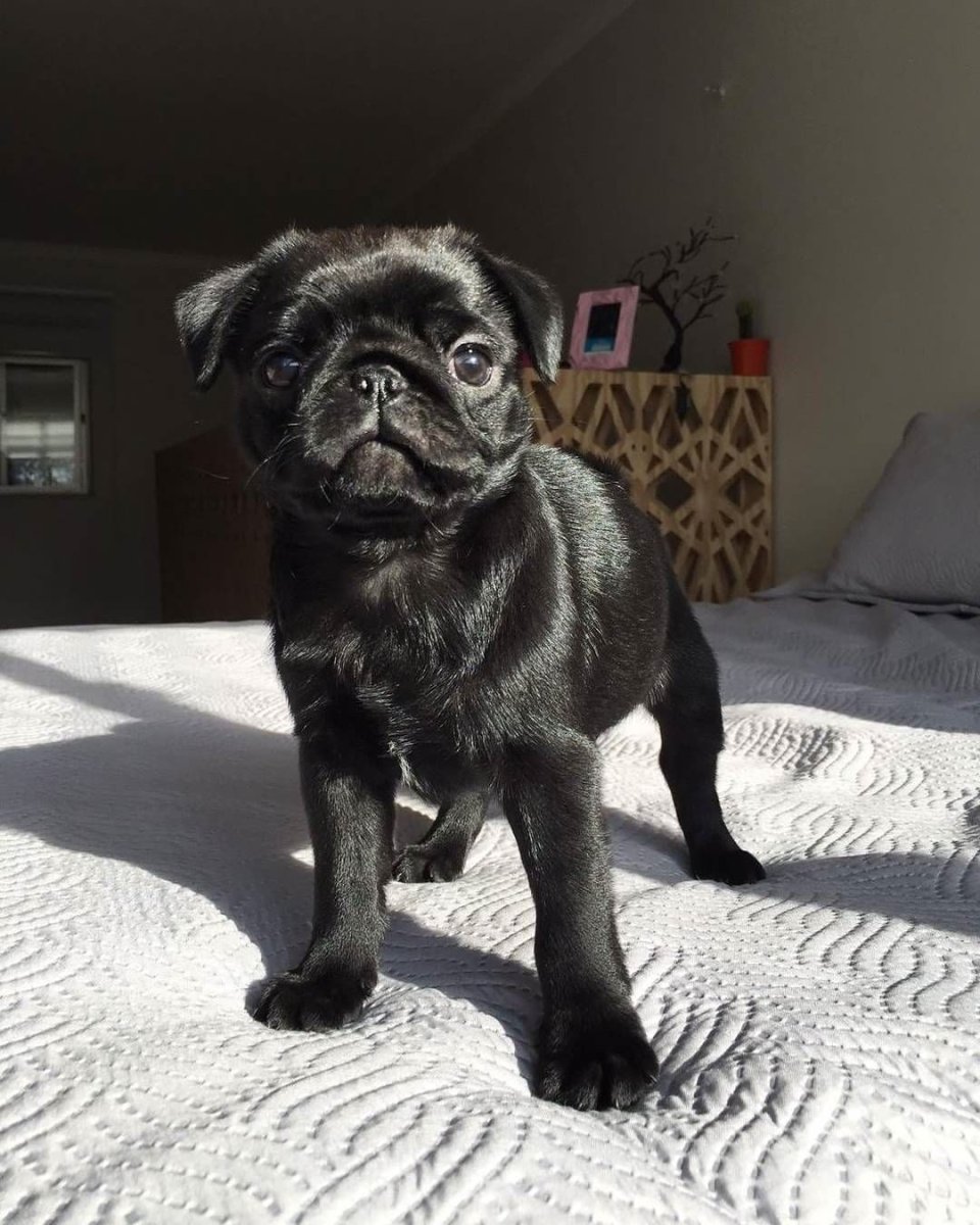 Мопс чёрный гладкошёрстный