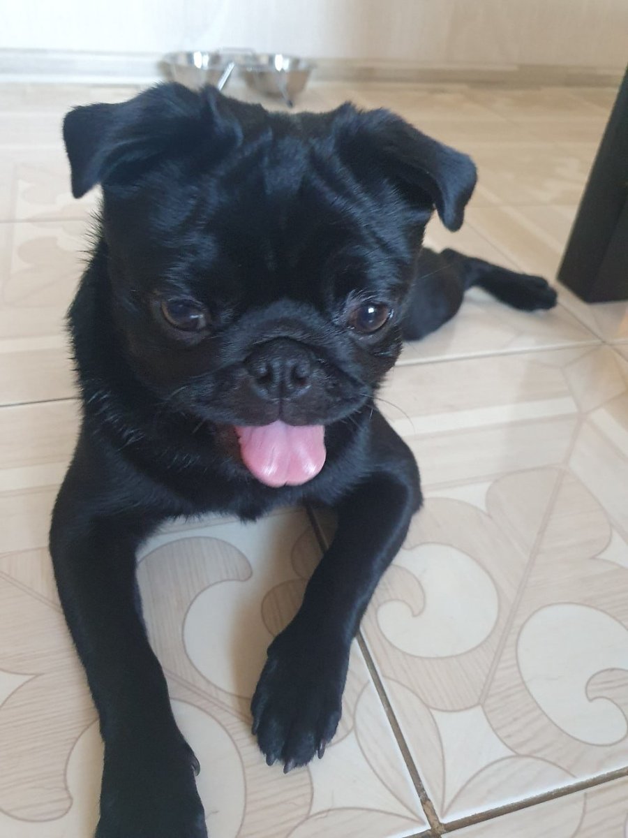 Черный Мопс с белым пятном