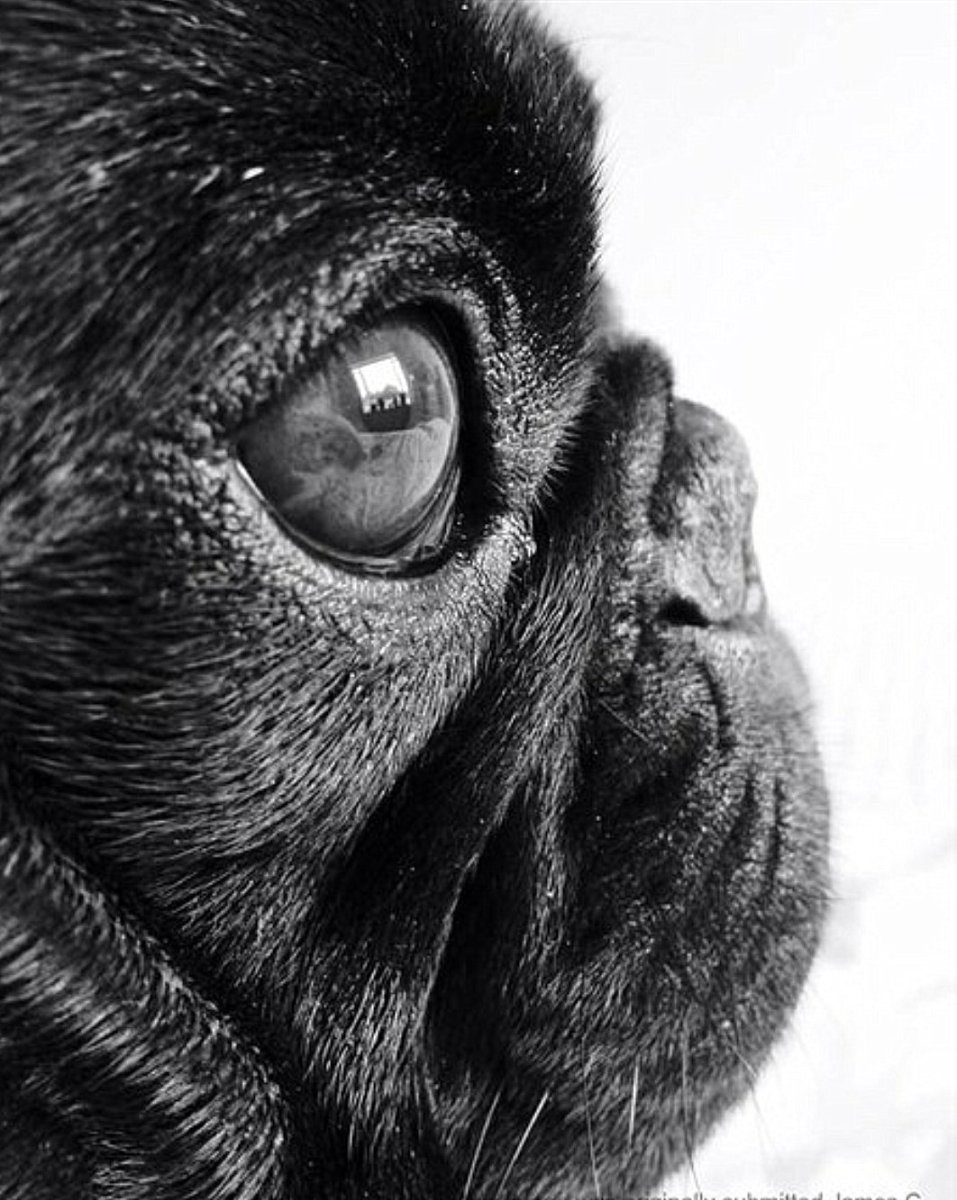 Черный Мопс в профиль