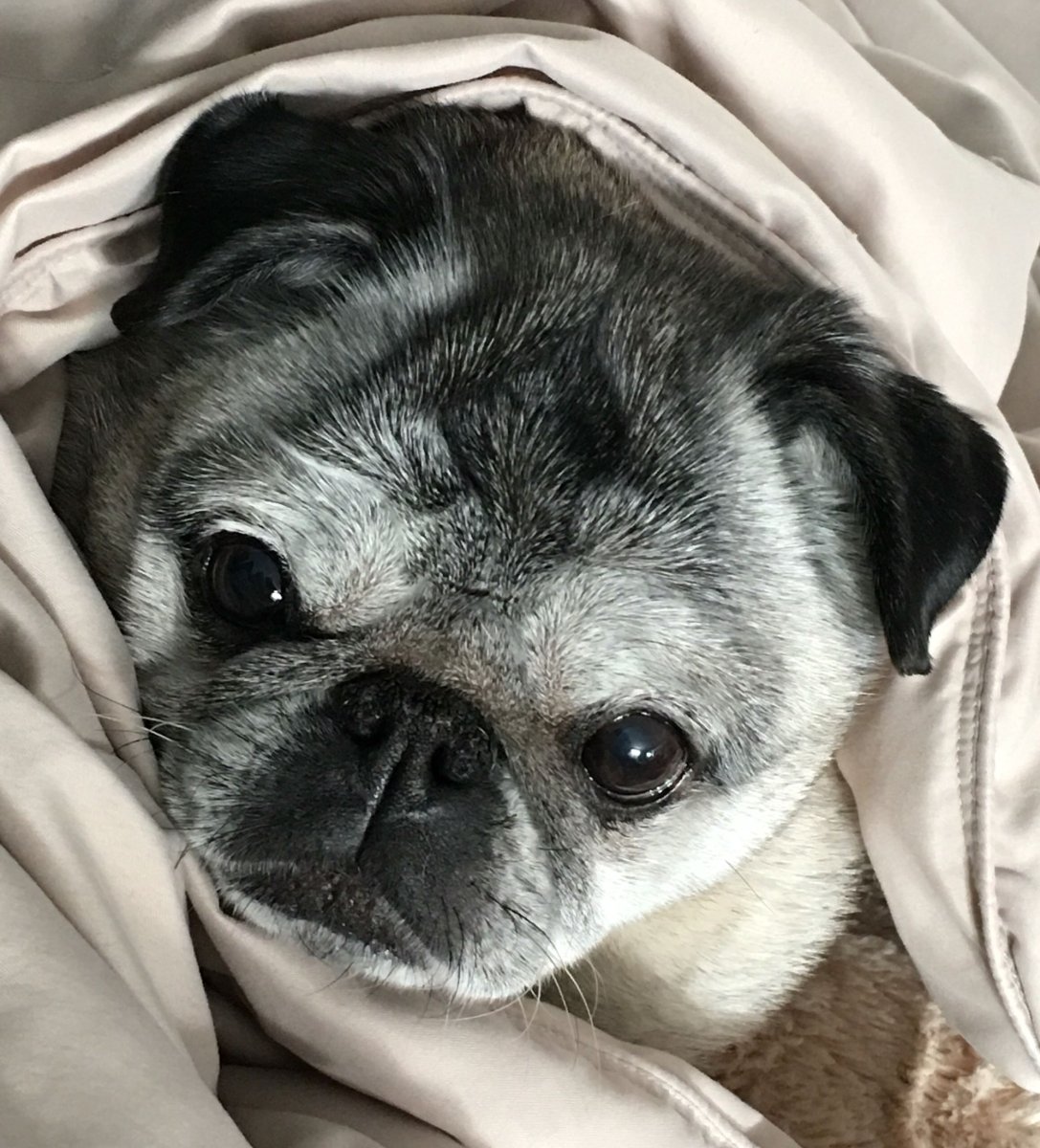 Трехцветный Мопс