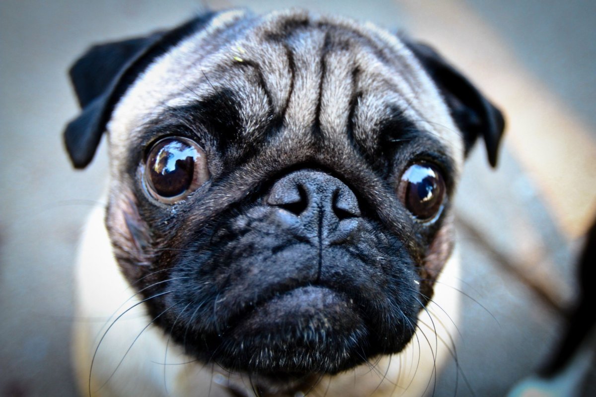 Смешной Мопс на рабочий стол