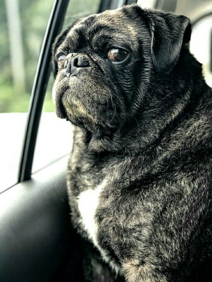 Черный подпалый Мопс