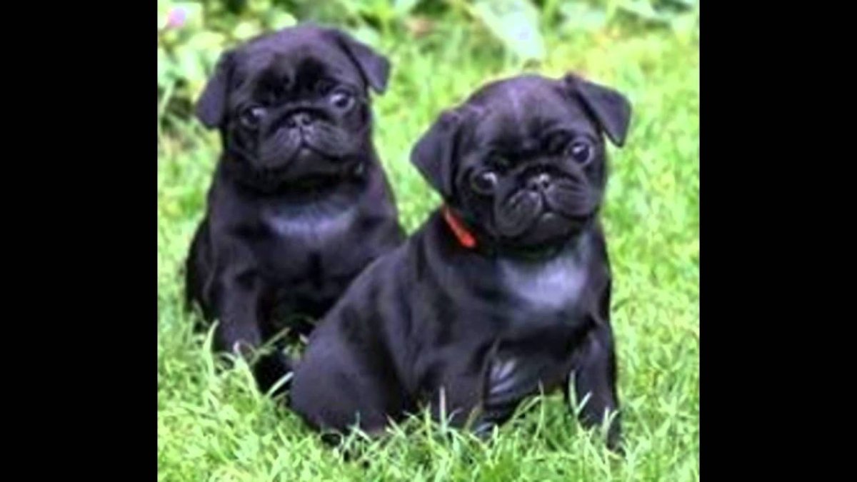 Мопс бульдог черный