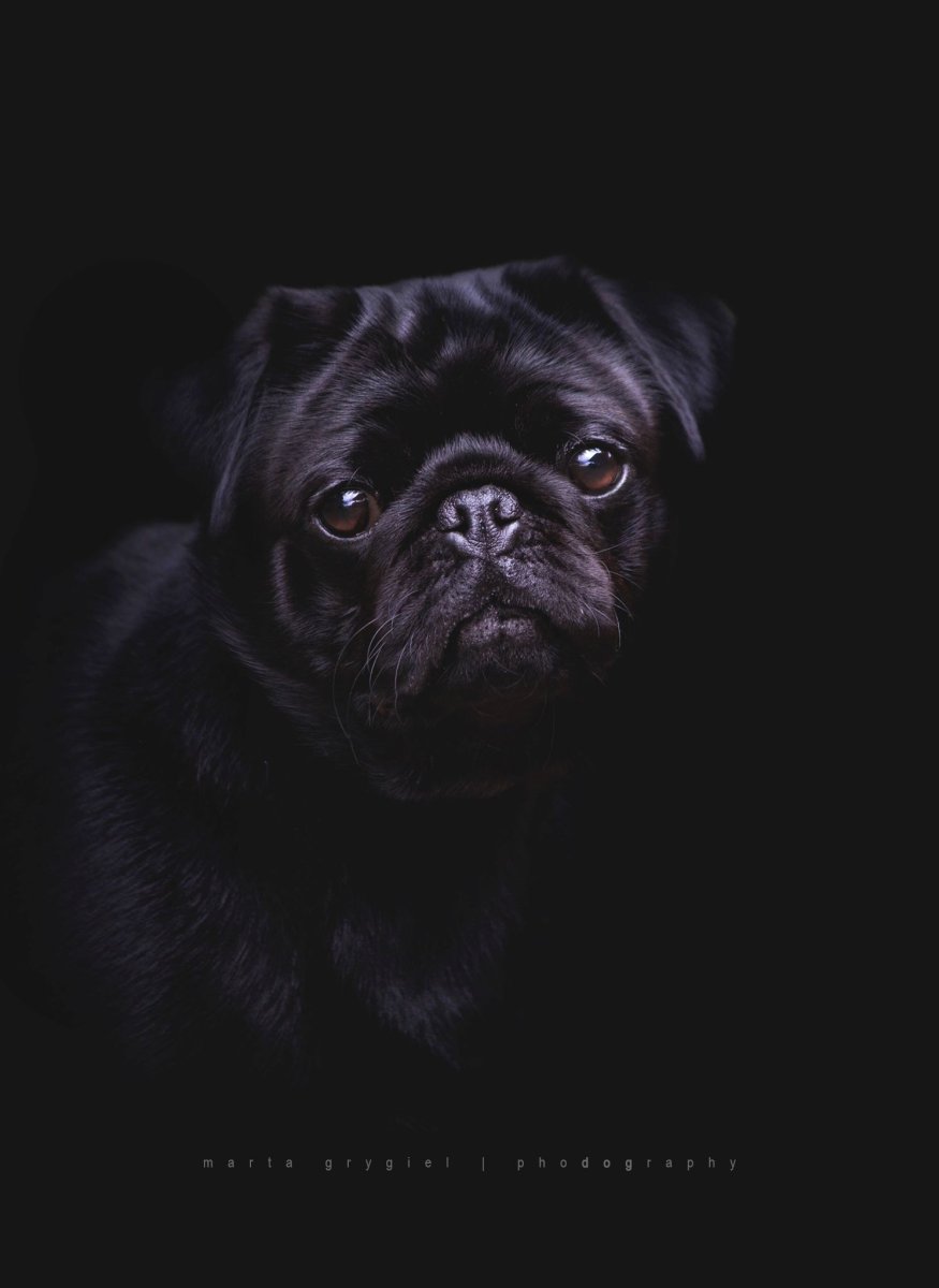 Черный Мопс черный