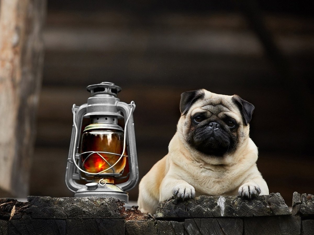 Мопс на рабочий стол