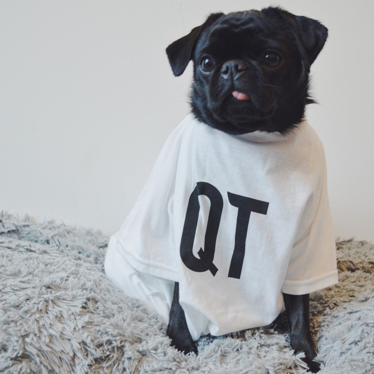 Черный Мопс в одежде