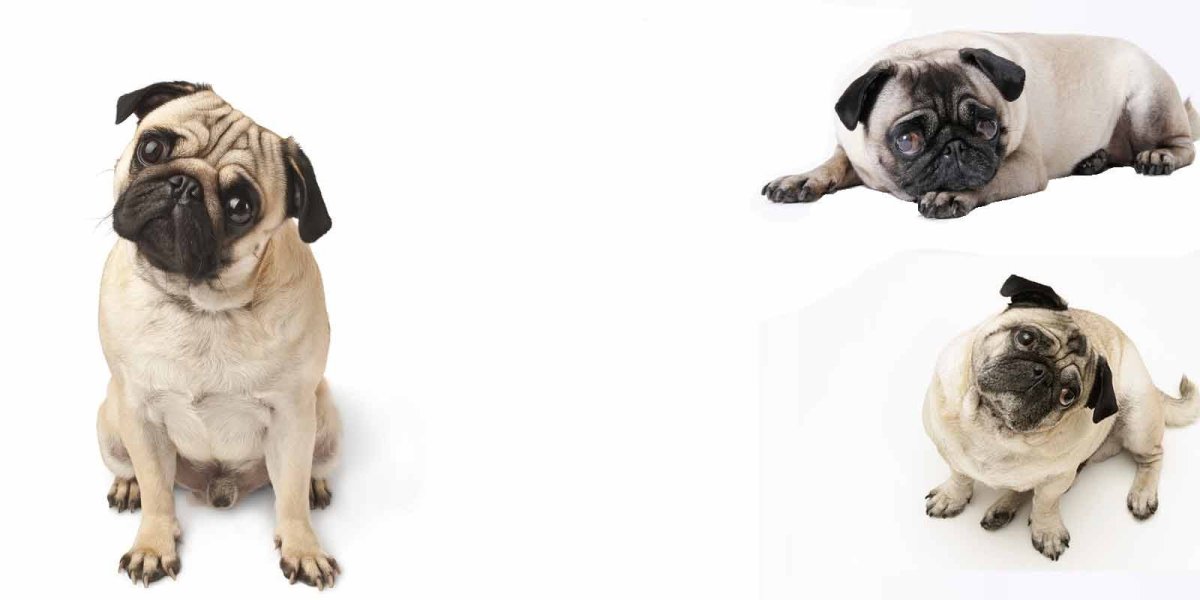 Мопс Трифонов