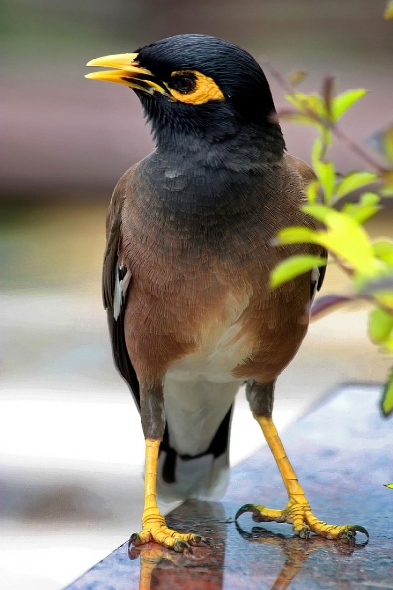 Птица с желтым клювом