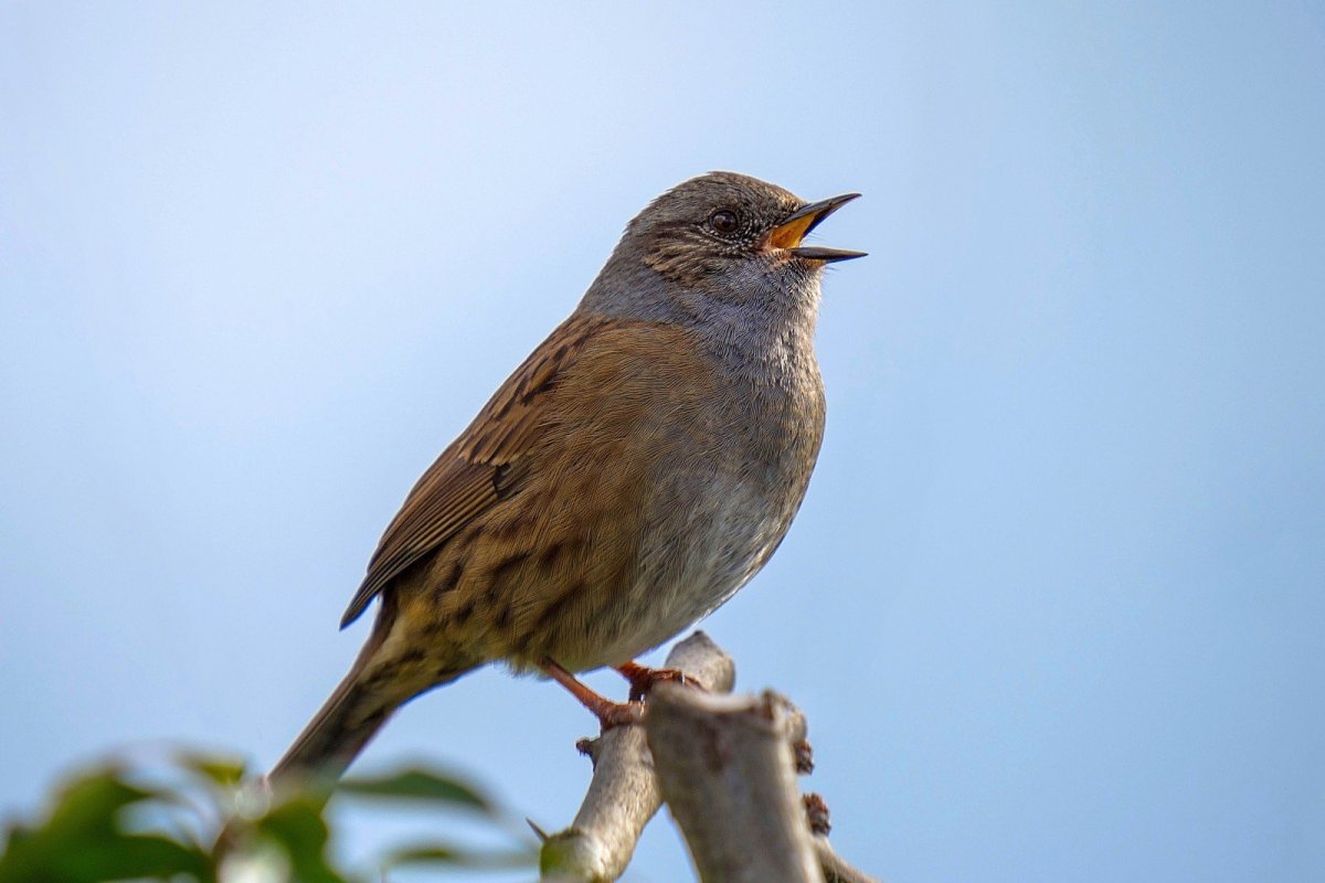 Дрозд Уральский
