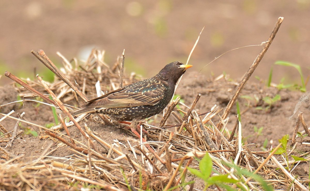 Птица с желтым клювом в Москве