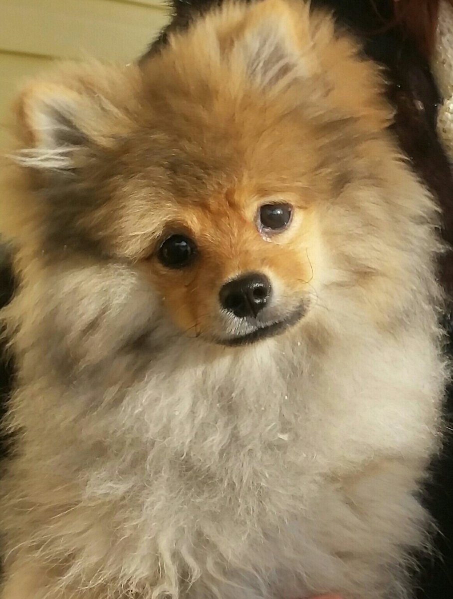 Шпиц волкодав