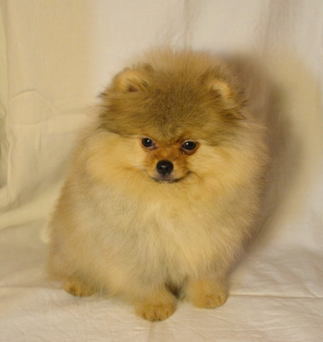 Шпиц померанский ушки