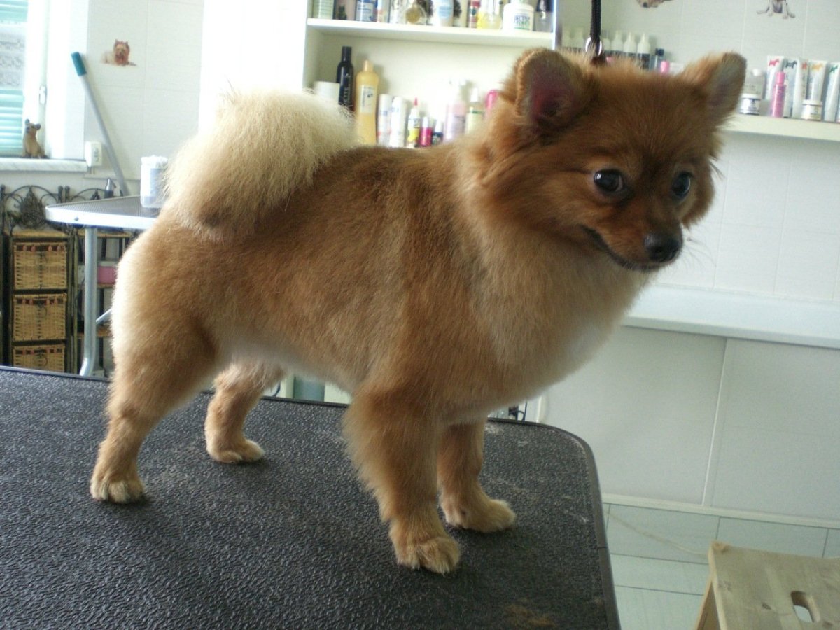 Остевой шпиц