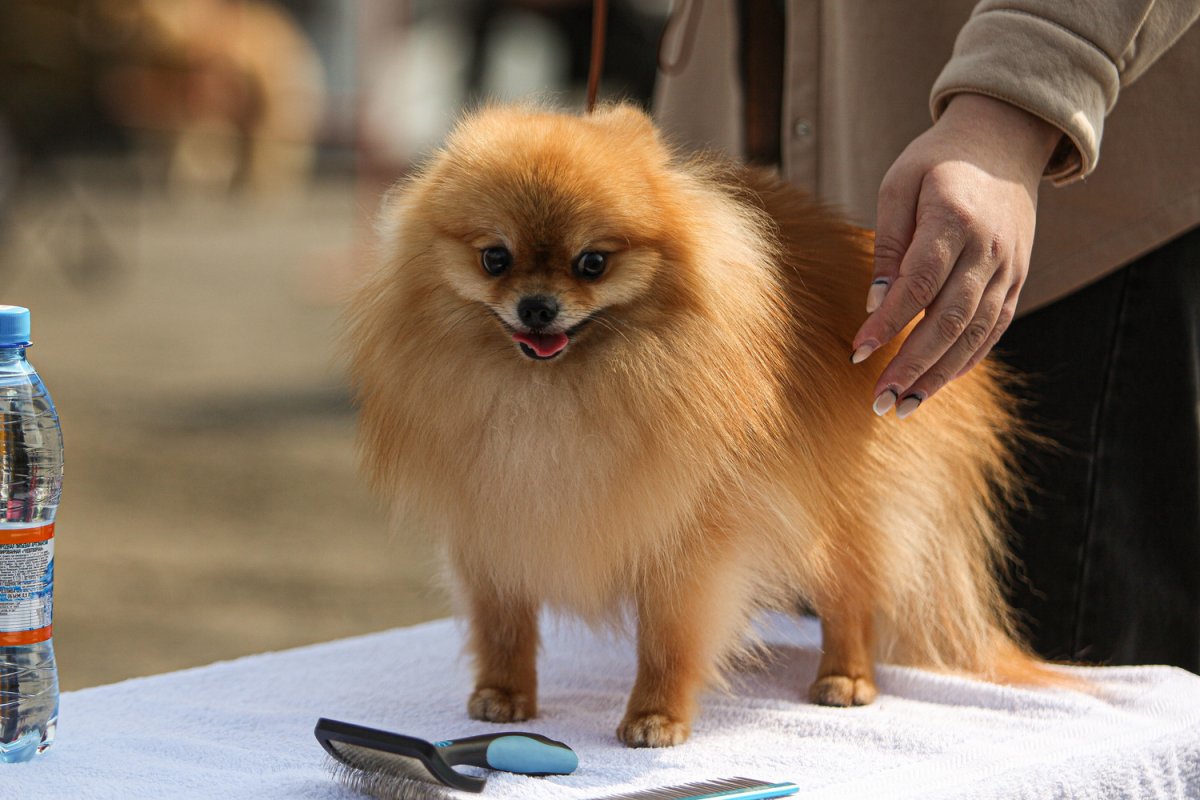 Померанский шпиц самый дорогой